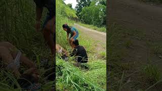 Tuhod sa kalibunan khemyattv funny sancarlosviners comedyclips justforfun comedyvideos comedy [upl. by Didi]