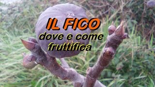 IL FICO DOVE E COME FRUTTIFICA [upl. by Aneekal]