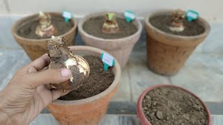 How to Grow Amaryllis Bulb  Hippeastrum [upl. by Ahar]