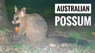 Super Cute amp Funny Australian Possum Fighting while Eating Melbourne Australia 4K [upl. by Timmy406]