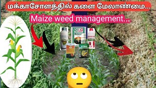 மக்காசோளம் களை மேலாண்மை  Maize weed management  vivasaya pokkisham  maize [upl. by Cand761]