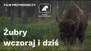 Żubry wczoraj i dziś  czyta Krystyna Czubówna [upl. by Centeno475]