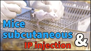 Mice subcutaneous injection and IP injection for beginners [upl. by Mackenie]