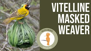 Vitelline MaskedWeaver africanbirds birds birding [upl. by Bechler]