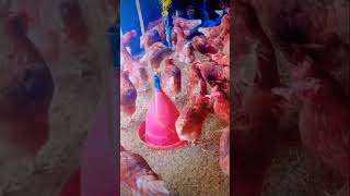 Ahmad poultry farm location wazirabad road alipur chatha contact 03484463191 [upl. by Adnhoj]