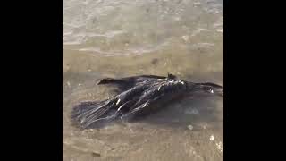 Dead cormorant probably from a speedboat P1 [upl. by Tedman240]