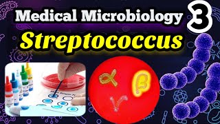 Streptococcus شرح بالعربي Morphology Classification and identification [upl. by Ater]