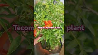 Tecoma flowers plantshortsyoutubeshorts beutifulnaturefamilyfarming flowerfarmingshortsfeed [upl. by Fasa]