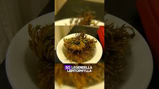 quotThe Resurrection Plant Selaginella lepidophylla shorts short facts plants wildlife [upl. by Mehalek]