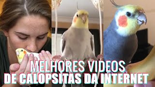 Calopsitas são as melhores  Video engraçado de calopsitas  Calopsitas felizes e engraçadas [upl. by Nalon121]