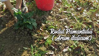 Rodul Pamantului Arum italicum RoxanaAlina [upl. by Cire]