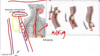 Medical Anatomy and Physiology Stomach Anatomy and Gastric Juices [upl. by Ahsael]