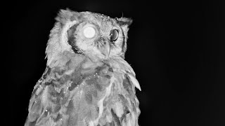 Verreauxs Eagle Owl Closeup [upl. by Catha394]