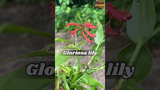 గ్లోరియోసాలిల్లీ shorts medicinal youtubeshorts flower farming agriculture medicinalplants [upl. by Esten]