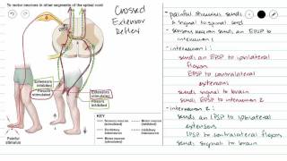 Crossed Extensor Reflex [upl. by My]