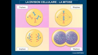 Tout savoir et comprendre sur la mitose [upl. by Sumetra637]