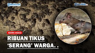 PENYEBAB Ribuan Tikus Serang Permukiman Warga❓ [upl. by Zetnod]