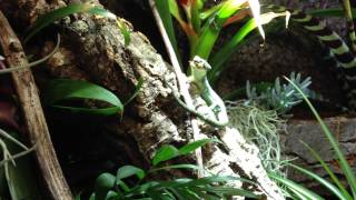 G001  Abronia Graminea feeding [upl. by Anahsirk]