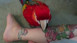 FREE TATTOO REMOVAL BY PARROT  the gentlest tattoo removal service around 🦜 😁 [upl. by Patience]