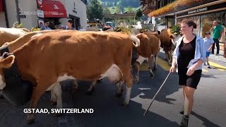 Cows take centre stage at Gstaad cow festival [upl. by Gildea170]