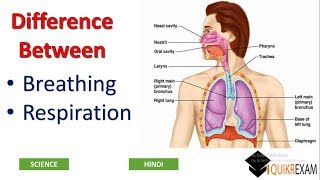 Difference Between Breathing and Respiration  Science  Hindi  Quikr Exam [upl. by Ennywg981]