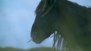 Kattuk Expeditions Sable Island Tour [upl. by Leslie]