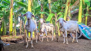 Wedus gibas putih di pagi hari duwel Sukorejo Rejoso [upl. by Kane567]