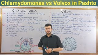 Similarities and differences between chlamydomonas and volvox  Chlorophyta  sabar khan lectures [upl. by Neo887]