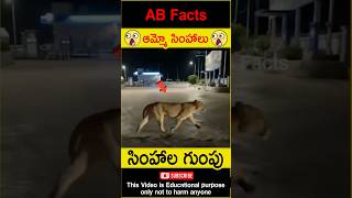 🦁సింహాల గుంపు🦁 Lions walking in Gujarat roads telugufacts lion shorts youtubeshorts abfacts [upl. by Acceb36]