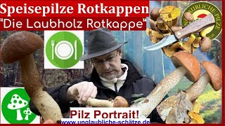 Die quotRotkappequot hier die Laubholzrotkappe  Speisepilz Portrait  Pilze suchen November 2023 [upl. by Adnwahsor]