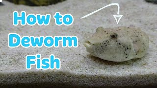 HOW TO DEWORM FISH  TREATMENT FOR PARASITES [upl. by Elissa258]