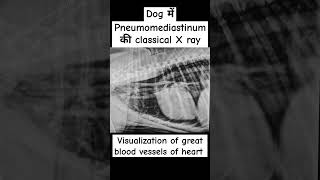 X ray of Dogpneumomediastinum in dogthoracic radiographdrrbk [upl. by Becca]