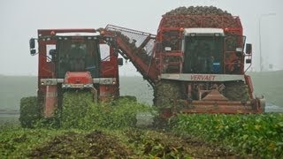 Vervaet Beet Harvesting Team  Bietenrooien  Loonbedrijf van Gastel [upl. by Assetniuq783]