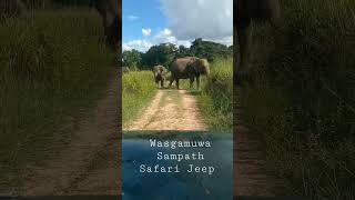 Sri Lanka 🇱🇰🇱🇰🇱🇰 Safari Wasgamuwa National Pank Sampath Safari Jeep Contact 0713354352 94779940452 [upl. by Enram]