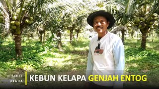 Kebun Kelapa Genjah Entog Hanya 3 Tahun Berbuah Lebat Dan Memiliki 2 Rasa Air Kelapa [upl. by Drummond789]