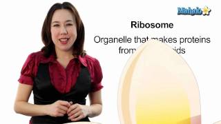 Learn Biology Cells—Ribosomes [upl. by Lamonica]