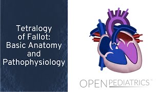 Tetralogy of Fallot Basic Anatomy and Pathophysiology by P Lang L DelSignore  OPENPediatrics [upl. by Gisella]