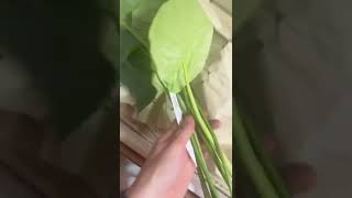 Ecuagenera Unboxing Philodendron Sodiroi aff [upl. by Opportuna]