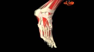 3D Анатомия мышц человека  стопа 3D Anatomy muscles human  foot [upl. by Tnomad]