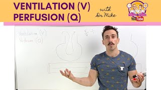 Ventilation V Perfusion Q Coupling [upl. by Amaral426]