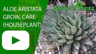 Aloe aristata  grow care Great houseplant [upl. by Lars651]