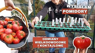 Siew pomidorów 🍅 odmiany wielkoowocowe i koktajlowe [upl. by Wendie]