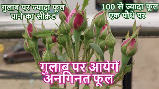 गुलाब पर ज्यादा फूल पाने का सीक्रेट  Tips To Make Your Roses Bloom More Hindi Rose plant care [upl. by Naujyt87]