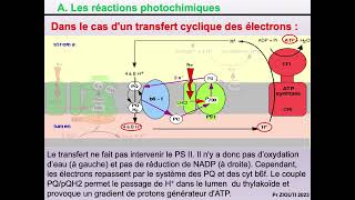 Physiologie végétale  Nutrition carbonée 8  Théorie chimioosmotique cycle de Calvin [upl. by Greer]