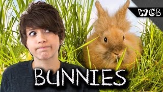 How Fast Can Bunnies Reproduce [upl. by Eenad]