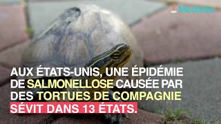 Une épidémie de salmonellose frappe les USA la faute à de tortues de compagnie [upl. by Dex]