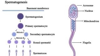 Spermatogenesis structure of sperms male reproductive system hormones Reproductive Physiology [upl. by Ingeborg941]