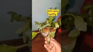 Dahlia sapling repottings complete method  shorts ytshorts repot dahlia shortsfeed [upl. by Enoval]