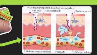 SVT cycle 4  Les défenses immunitaires [upl. by Evey802]