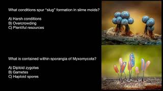 Slime molds reproduction [upl. by Ameerahs711]